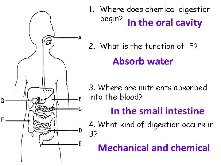 1. Where does chemical digestion begin? In the oral cavity 2. What is the