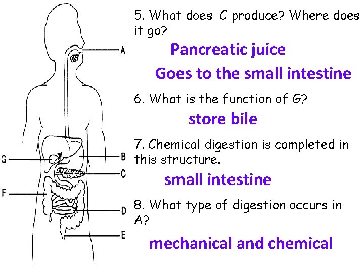 5. What does C produce? Where does it go? Pancreatic juice Goes to the