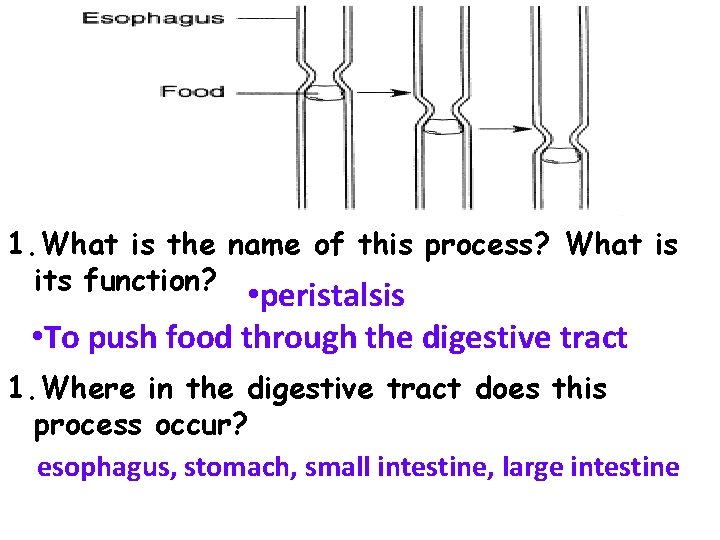 1. What is the name of this process? What is its function? • peristalsis