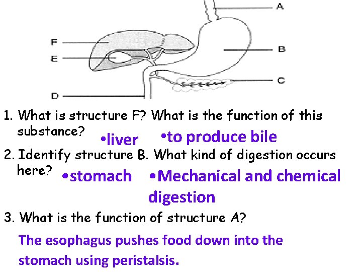 1. What is structure F? What is the function of this substance? • to