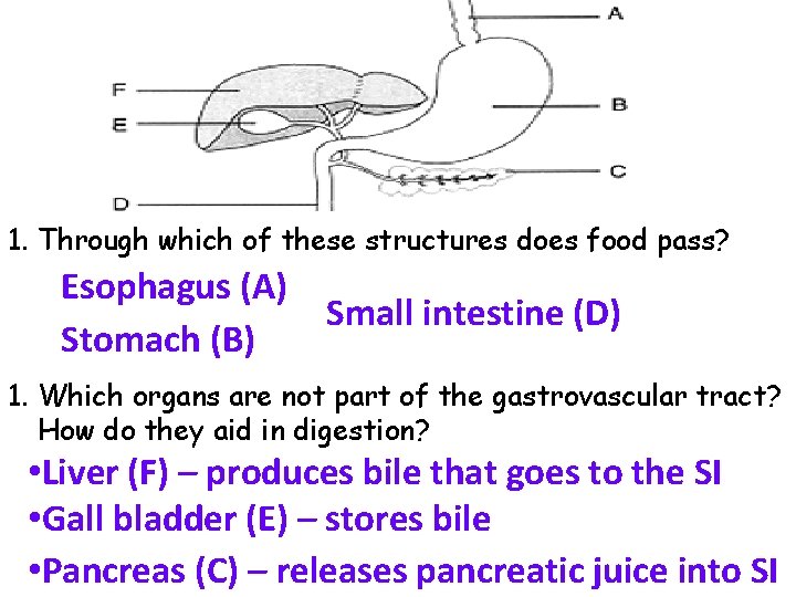 1. Through which of these structures does food pass? Esophagus (A) Stomach (B) Small