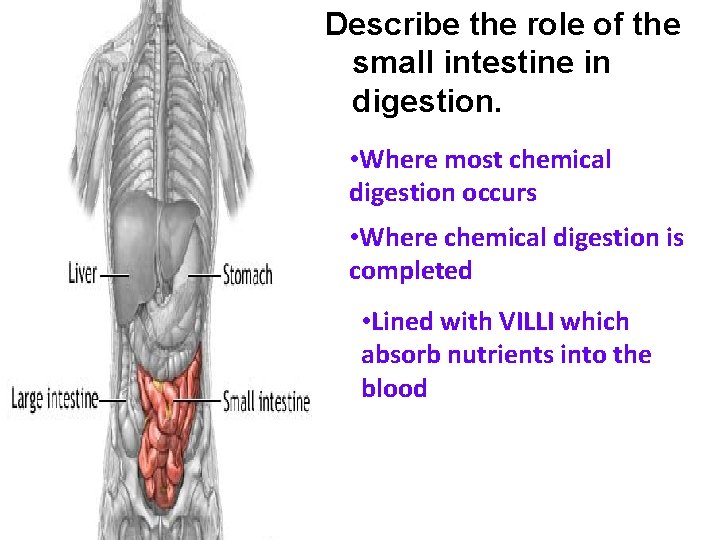 Describe the role of the small intestine in digestion. • Where most chemical digestion