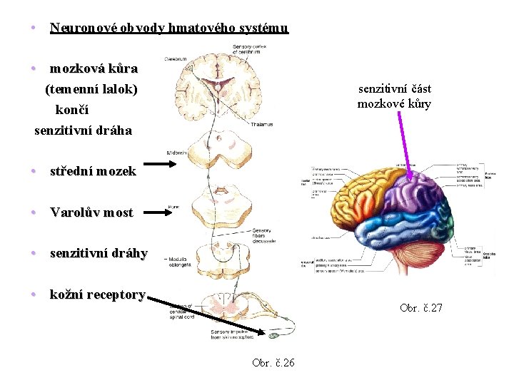  • Neuronové obvody hmatového systému • mozková kůra (temenní lalok) končí senzitivní dráha