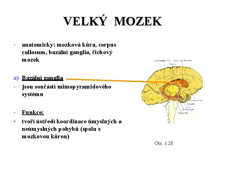 VELKÝ MOZEK - anatomicky: mozková kůra, corpus callosum, bazální ganglia, čichový mozek a) Bazální