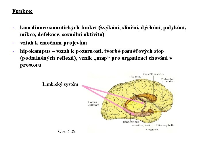 Funkce: - koordinace somatických funkcí (žvýkání, slinění, dýchání, polykání, mikce, defekace, sexuální aktivita) -