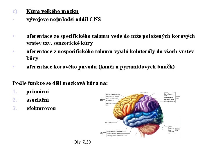 c) - Kůra velkého mozku vývojově nejmladší oddíl CNS • aferentace ze specifického talamu