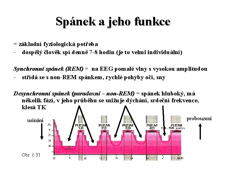 Spánek a jeho funkce = základní fyziologická potřeba - dospělý člověk spí denně 7