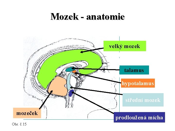 Mozek - anatomie velký mozek talamus hypotalamus střední mozek mozeček Obr. č. 15 prodloužená