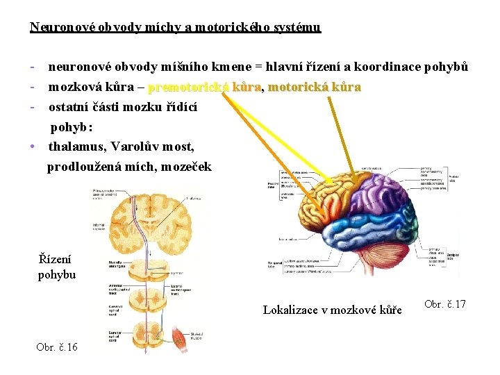 Neuronové obvody míchy a motorického systému - neuronové obvody míšního kmene = hlavní řízení