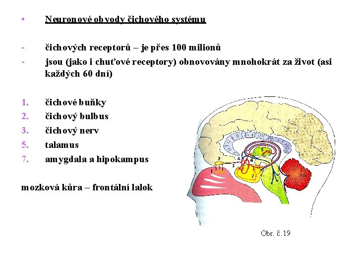  • Neuronové obvody čichového systému - čichových receptorů – je přes 100 milionů