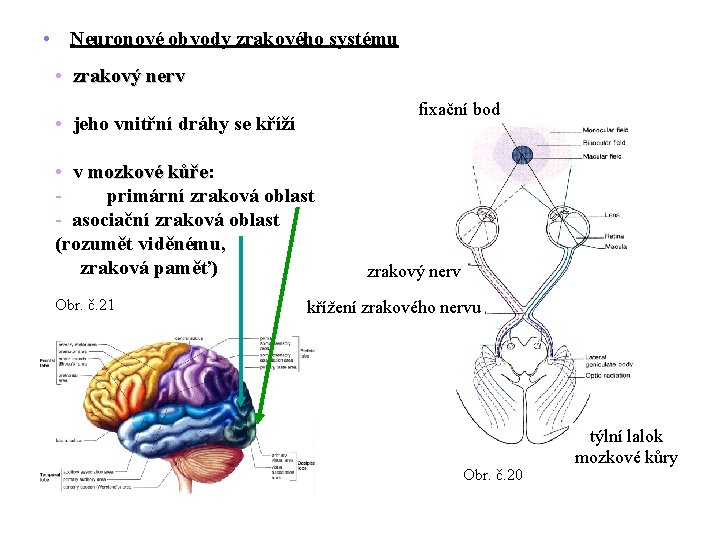  • Neuronové obvody zrakového systému • zrakový nerv fixační bod • jeho vnitřní