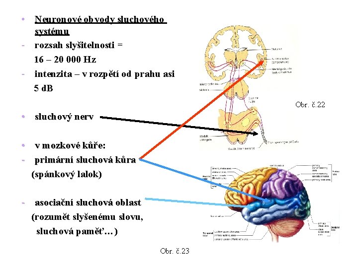  • Neuronové obvody sluchového systému - rozsah slyšitelnosti = 16 – 20 000