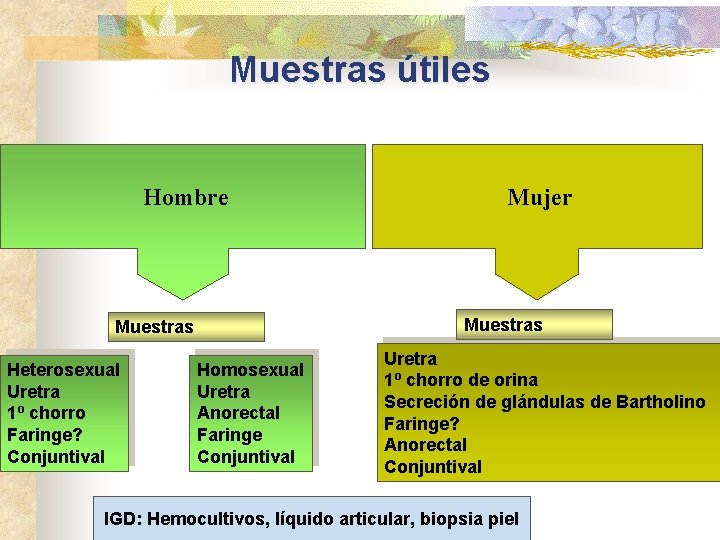 Muestras útiles Hombre Muestras Heterosexual Uretra 1º chorro Faringe? Conjuntival Mujer Homosexual Uretra Anorectal