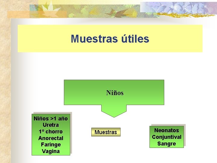 Muestras útiles Niños >1 año Uretra 1º chorro Anorectal Faringe Vagina Muestras Neonatos Conjuntival