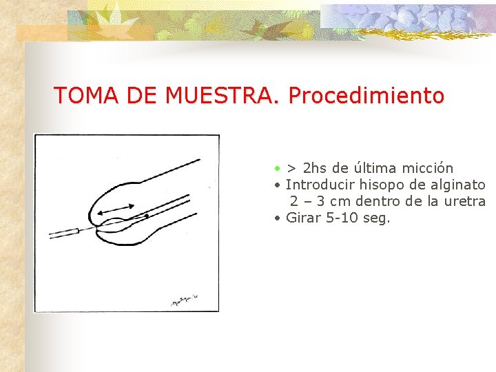 TOMA DE MUESTRA. Procedimiento • > 2 hs de última micción • Introducir hisopo