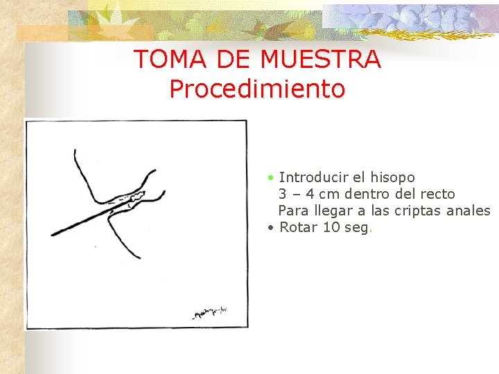TOMA DE MUESTRA Procedimiento • Introducir el hisopo 3 – 4 cm dentro del