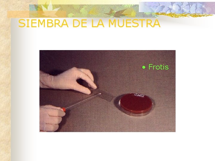 SIEMBRA DE LA MUESTRA • Frotis 