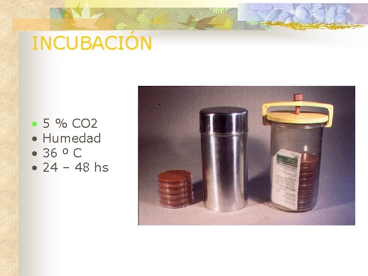 INCUBACIÓN • • 5 % CO 2 Humedad 36 º C 24 – 48