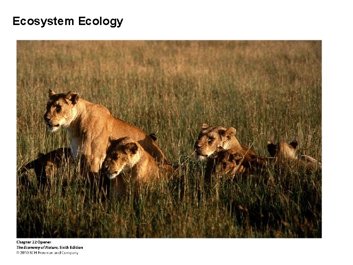 Ecosystem Ecology 