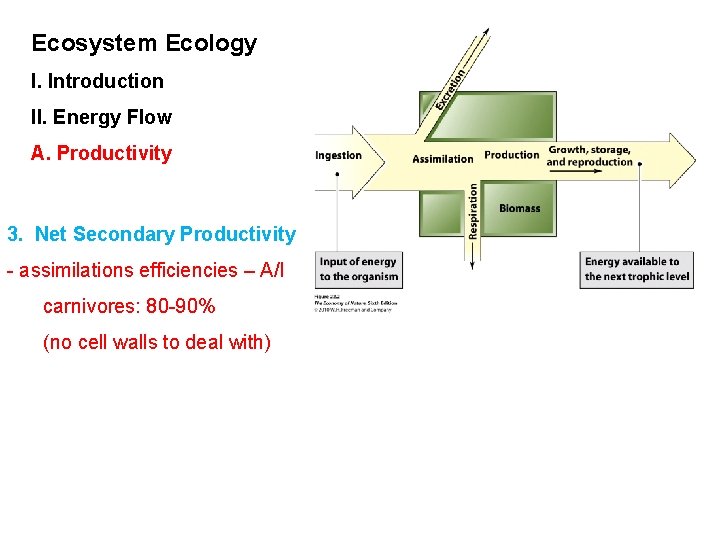 Ecosystem Ecology I. Introduction II. Energy Flow A. Productivity 3. Net Secondary Productivity -