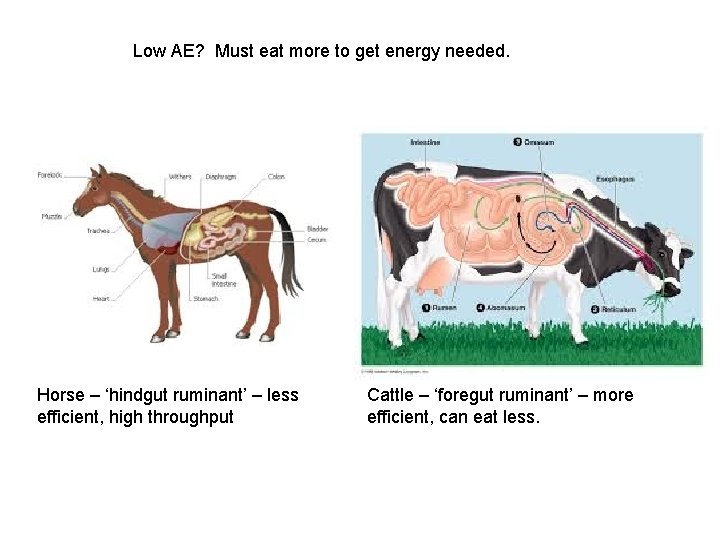 Low AE? Must eat more to get energy needed. Horse – ‘hindgut ruminant’ –