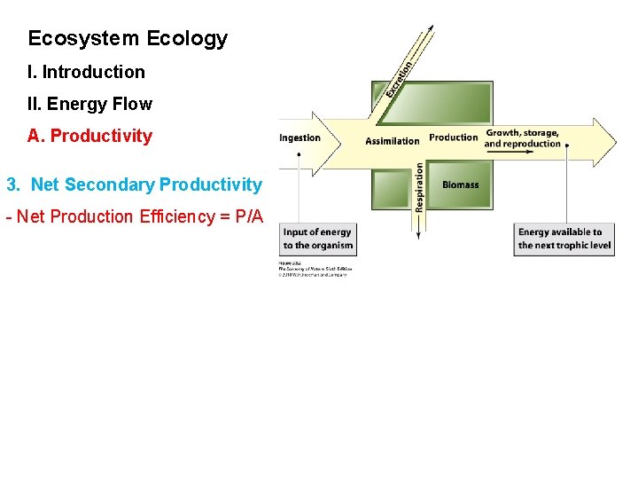 Ecosystem Ecology I. Introduction II. Energy Flow A. Productivity 3. Net Secondary Productivity -