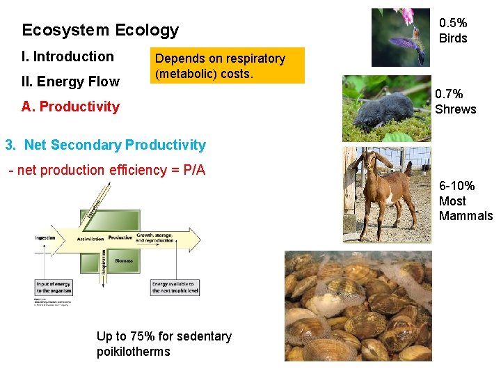 Ecosystem Ecology I. Introduction II. Energy Flow 0. 5% Birds Depends on respiratory (metabolic)