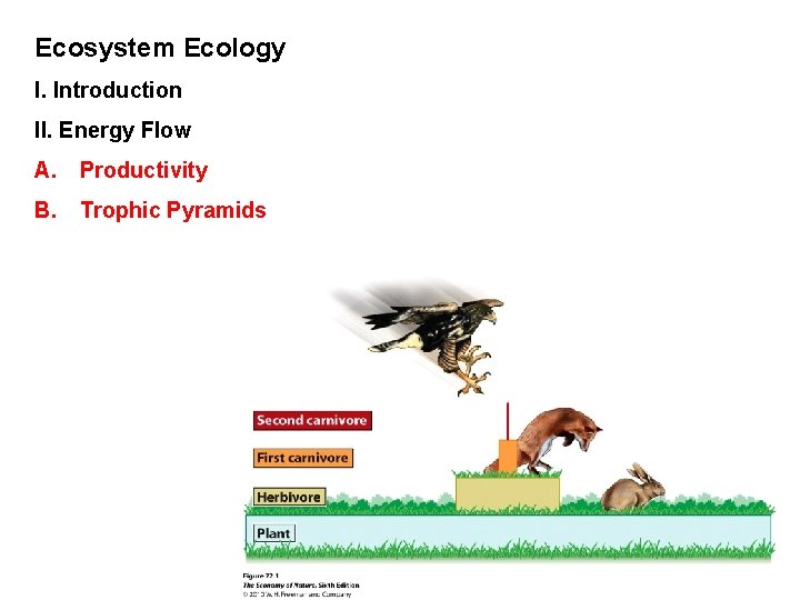 Ecosystem Ecology I. Introduction II. Energy Flow A. Productivity B. Trophic Pyramids 