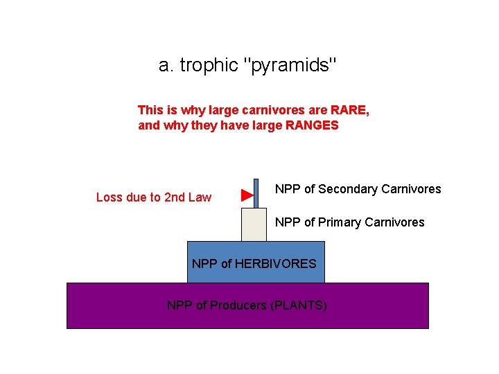 a. trophic "pyramids" This is why large carnivores are RARE, and why they have