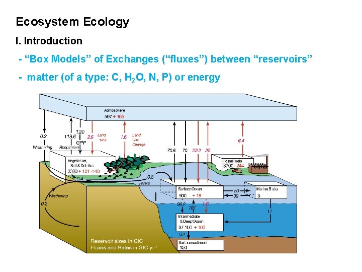 Ecosystem Ecology I. Introduction - “Box Models” of Exchanges (“fluxes”) between “reservoirs” - matter