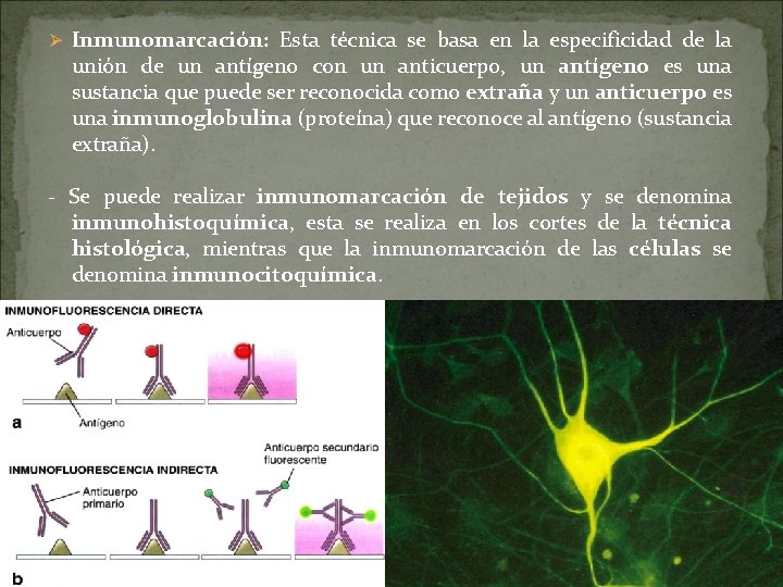 Ø Inmunomarcación: Esta técnica se basa en la especificidad de la unión de un