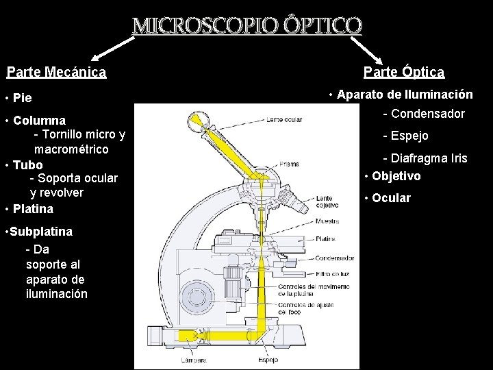 MICROSCOPIO ÓPTICO Parte Mecánica • Pie • Columna - Tornillo micro y macrométrico •