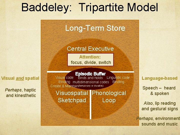 Baddeley: Tripartite Model Long-Term Store Central Executive Attention: focus, divide, switch Visual and spatial