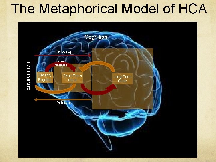 The Metaphorical Model of HCA Cognition Environment Encoding Control Processes Sensory Register Short-Term Store