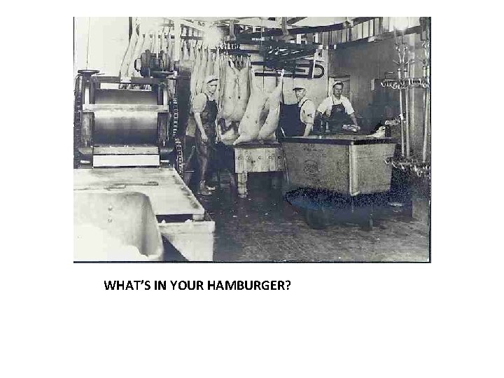 WHAT’S IN YOUR HAMBURGER? 