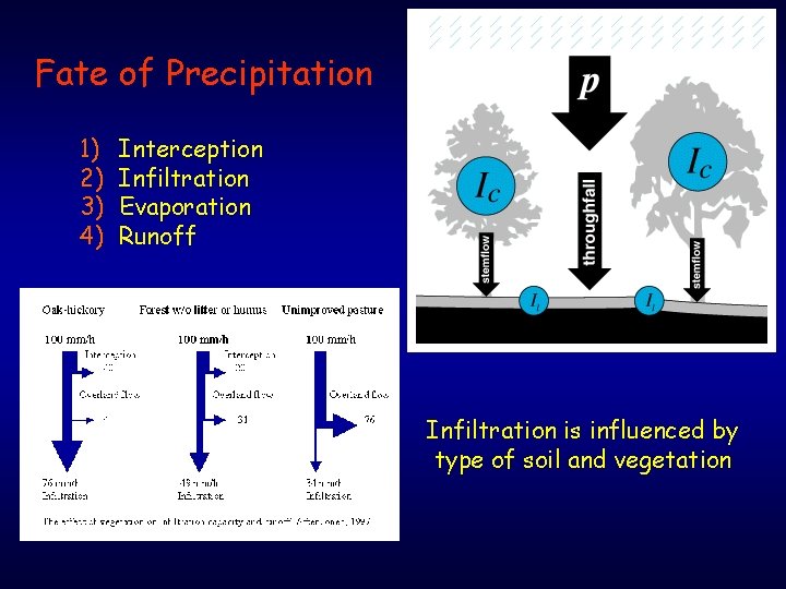 Fate of Precipitation 1) 2) 3) 4) Interception Infiltration Evaporation Runoff Infiltration is influenced