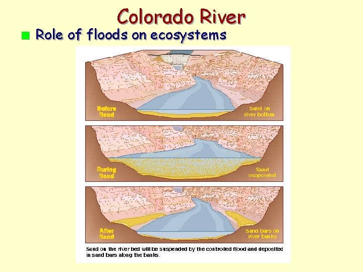 Colorado River n Role of floods on ecosystems 