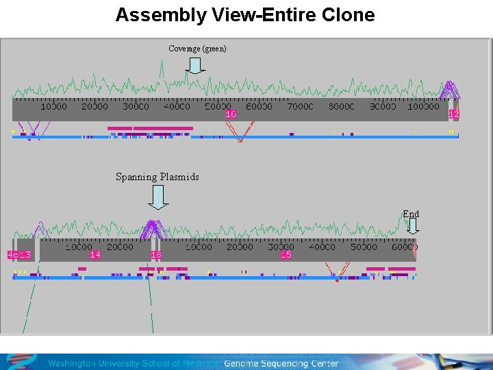 Assembly View-Entire Clone Coverage (green) Spanning Plasmids End 