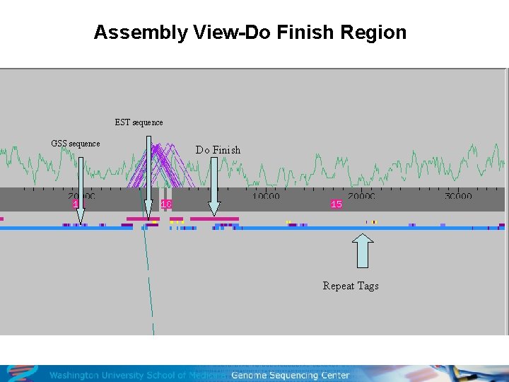 Assembly View-Do Finish Region EST sequence GSS sequence Do Finish Repeat Tags 