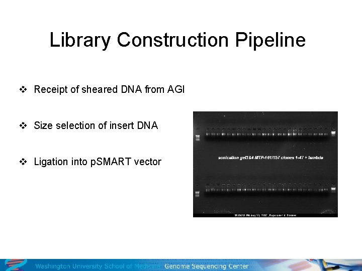 Library Construction Pipeline v Receipt of sheared DNA from AGI v Size selection of