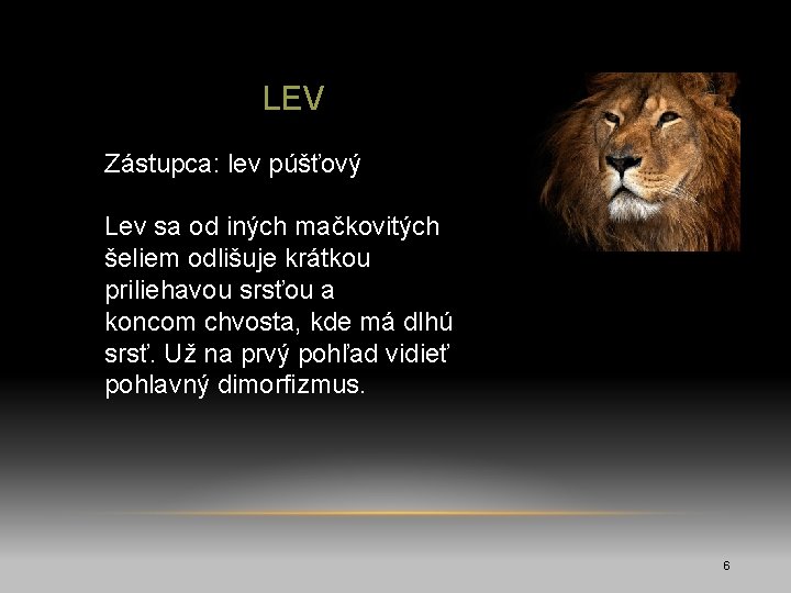 LEV Zástupca: lev púšťový Lev sa od iných mačkovitých šeliem odlišuje krátkou priliehavou srsťou