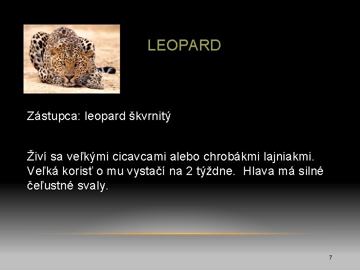  LEOPARD Zástupca: leopard škvrnitý Živí sa veľkými cicavcami alebo chrobákmi lajniakmi. Veľká korisť