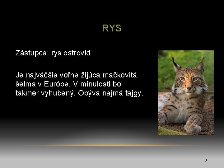 RYS Zástupca: rys ostrovid Je najväčšia voľne žijúca mačkovitá šelma v Európe. V minulosti
