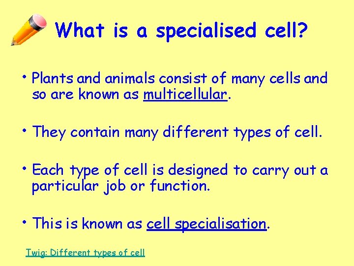 What is a specialised cell? • Plants and animals consist of many cells and