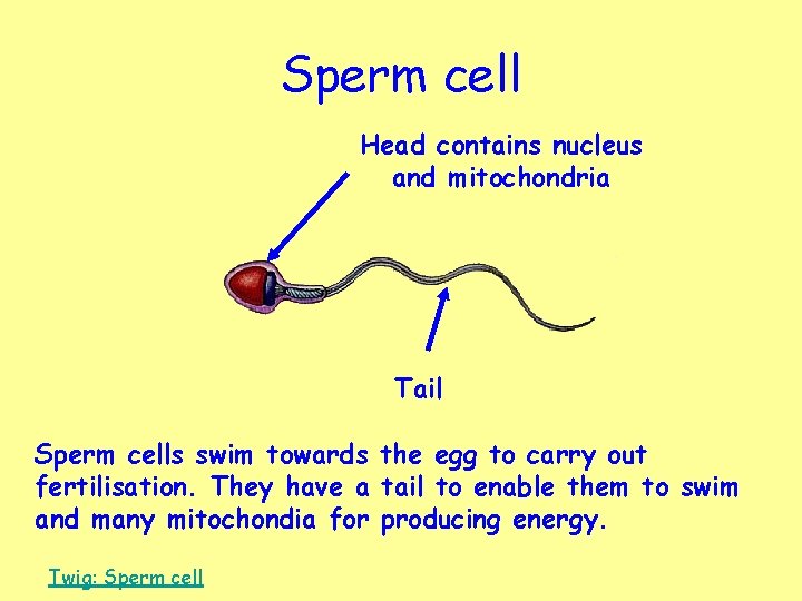 Sperm cell Head contains nucleus and mitochondria Tail Sperm cells swim towards the egg