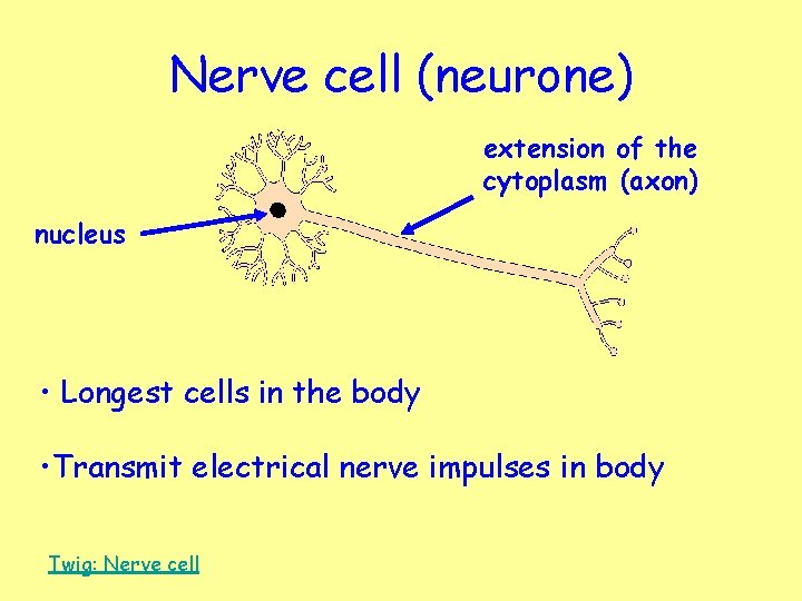 Nerve cell (neurone) extension of the cytoplasm (axon) nucleus • Longest cells in the