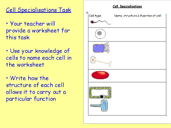 Cell Specialisations Task • Your teacher will provide a worksheet for this task •