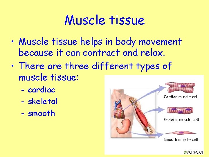 Muscle tissue • Muscle tissue helps in body movement because it can contract and