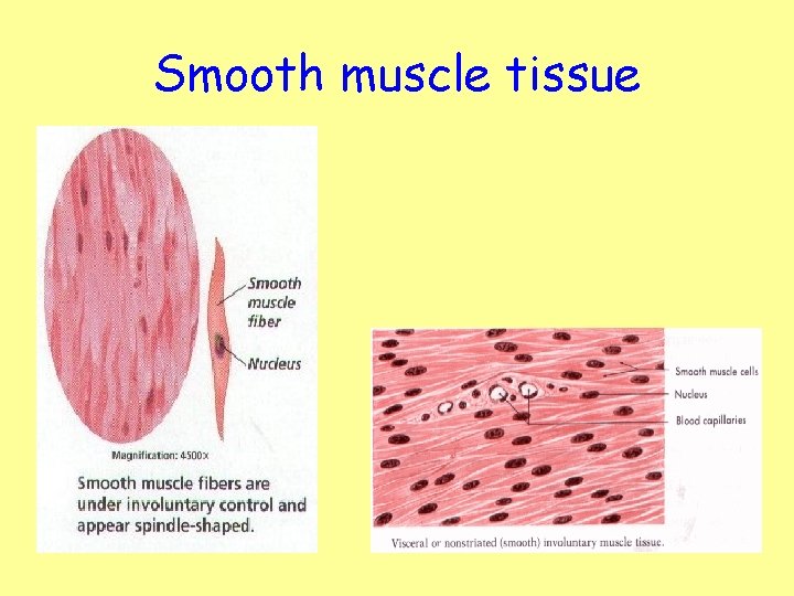 Smooth muscle tissue 