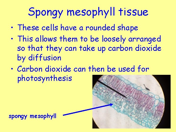 Spongy mesophyll tissue • These cells have a rounded shape • This allows them